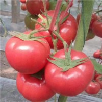 乌鲁木齐好的西红柿苗基地 蔬菜种苗育苗厂