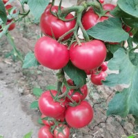 苏州普罗旺斯西红柿苗基地 西红柿苗厂家
